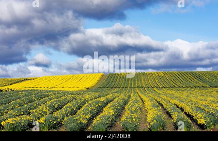 KINNEFF STONEHAVEN SCOZIA TERRENO AGRICOLO TEMPESTOSO CIELO CAMPO DI NAFFODILS IN BUD E IN FIORE ALL'INIZIO DELLA PRIMAVERA Foto Stock