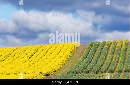 KINNEFF STONEHAVEN SCOZIA TERRENO AGRICOLO STORMY CIELO FILE DI NAFFODILS IN BUD E IN FIORE ALL'INIZIO DELLA PRIMAVERA Foto Stock