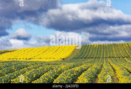 KINNEFF STONEHAVEN SCOZIA TERRENO AGRICOLO STORMY CIELO FILE DI NAFFODILS IN BUD E IN FIORE IN PRIMAVERA Foto Stock