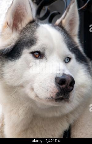 Primo piano ritratto del volto di un cane di Husky siberiano Foto Stock