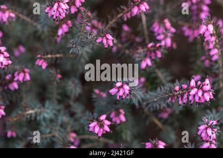 Sfondo naturale, fiori rosa tra il verde, macro fotografia. Foto Stock