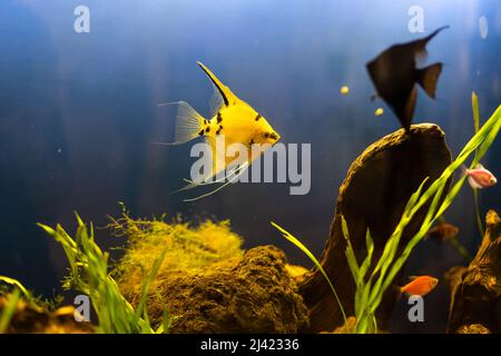 Colorfull aquarium pesci nel buio profondo blu acqua Foto Stock