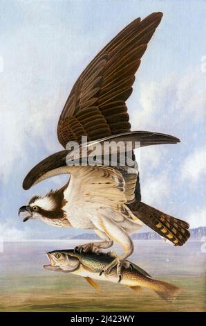 John James Audubon, dipinto in olio su tela, Osprey e Weakfish, 1829 Foto Stock