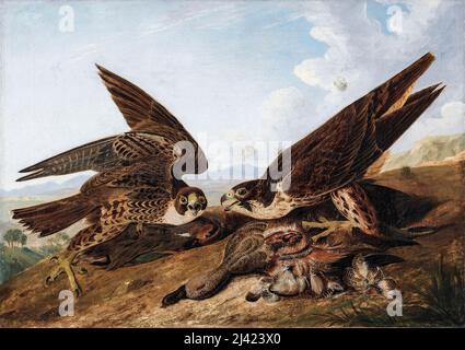 John James Audubon, dipinto in olio su tela, Peregrine Falcons, (falchi anatra), circa 1827 Foto Stock