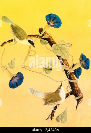 John James Audubon, Maryland Yellowthroats, illustrazione in petrolio, 1855 Foto Stock