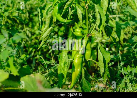 Peperone verde appeso sull'albero nella piantagione. Peperoni verdi che crescono Foto Stock