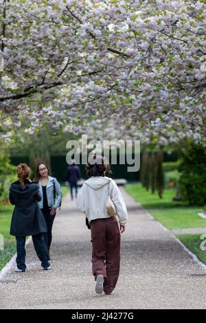 Londra, Regno Unito. 11 aprile 2022. Tempo britannico – la gente guarda i ciliegi in fiore nel Regent’s Park. La previsione è per il tempo più caldo durante il fine settimana di Pasqua, con temperature che toccano 20C. Credit: Stephen Chung / Alamy Live News Foto Stock