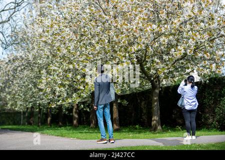 Londra, Regno Unito. 11 aprile 2022. Tempo UK - la gente guarda gli alberi in fiore nel Regent’s Park. La previsione è per il tempo più caldo durante il fine settimana di Pasqua, con temperature che toccano 20C. Credit: Stephen Chung / Alamy Live News Foto Stock