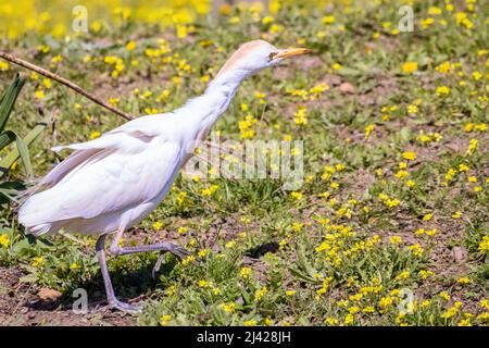 Un'airone (bubulcus ibis), una specie cosmopolita di airone (famiglia Ardeidae) che si trova nelle zone tropicali, subtropiche e temperate calde Foto Stock