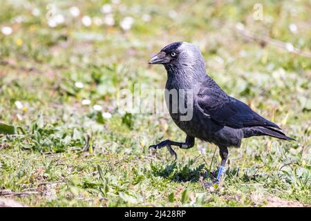 Jackdaw Eurasiano o occidentale (Corvus monidula o Coloeus monidula) in un prato Foto Stock