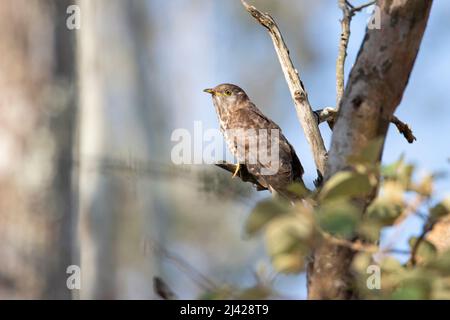 Uccello falco-cucù comune arroccato su un albero Foto Stock