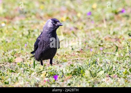 Jackdaw Eurasiano o occidentale (Corvus monidula) in un prato Foto Stock