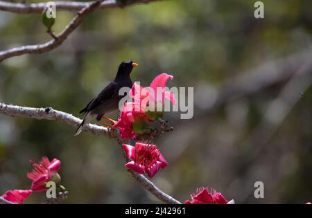 Giungla myna arroccato in un ramo di albero con fiori Foto Stock