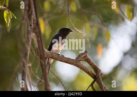 Drono dalle decorazioni bianche arroccato su un ramoscello Foto Stock