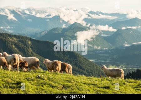 pecora di montagna nelle montagne della baviera. Foto di alta qualità Foto Stock