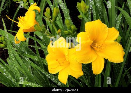 Primo piano di tre fiori gialli luminosi e diversi boccioli di fiori non aperti. Numerose gocce di pioggia sparse su foglie verdi di questa fioritura estiva Foto Stock