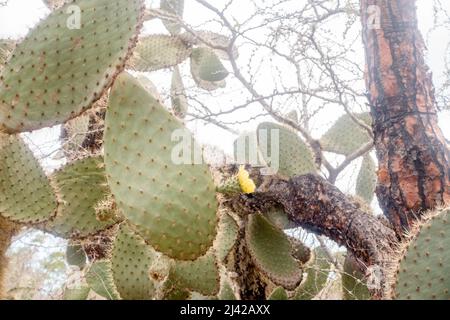 Percorso per Las Grietas pieno di cactus e piscine vulcaniche. Foto Stock