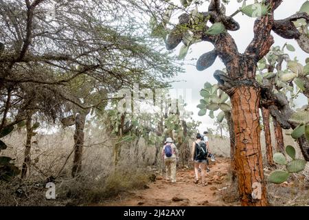 Percorso per Las Grietas pieno di cactus e piscine vulcaniche. Foto Stock