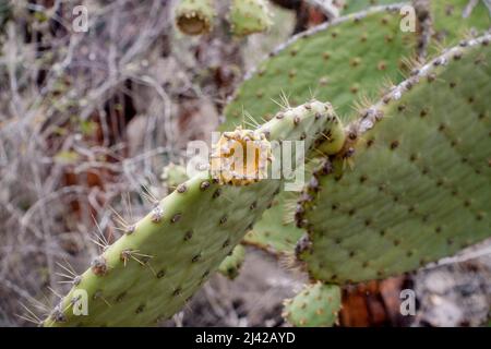Percorso per Las Grietas pieno di cactus e piscine vulcaniche. Foto Stock