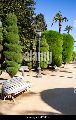 Nel parco vuoto di Genoves, Giardini Botanici di Cadice, Andalusia, Spagna. Cadiz è un'antica città portuale nella regione andalusa della Spagna sudoccidentale. Foto Stock