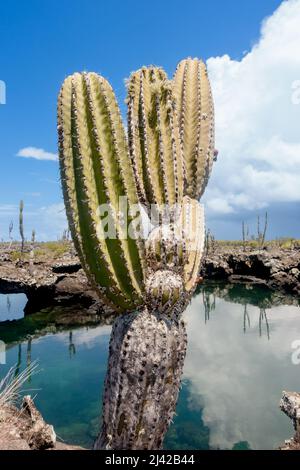 Cactus su Las Tintoreras, una catena di isolotti pieni di insenature e spiagge nascoste. Foto Stock