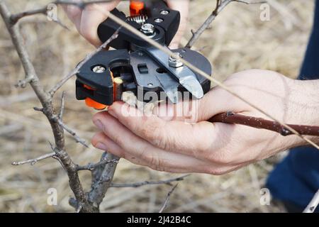 Pere che innestano. Un giardiniere sta tagliando un rootstock su un albero giovane di pera comune usando un attrezzo professionale di innesto per innesti una nuova varietà di pere. Foto Stock