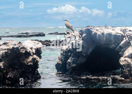 Bobby Blue Footed nelle isole Galápagos Foto Stock