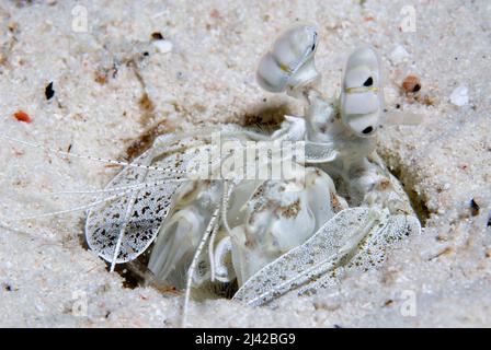 Gamberi di mantis (Lysiosquillina sp.), atollo di Ari, Maldive, Oceano Indiano, Asia Foto Stock