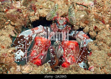 Gamberi di mantis (Lysiosquillina sp.), atollo di Ari, Maldive, Oceano Indiano, Asia Foto Stock