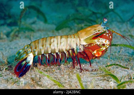 Gamberi di mantis di Peacock (Odontodactylus scyllarus), Atollo di Ari, Maldive, Oceano Indiano, Asia Foto Stock