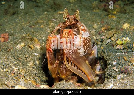 Gamberi di mantis spearing (Lysiosquilla sp.), isola di Cocos, Costa Rica, Oceano Pacifico Foto Stock