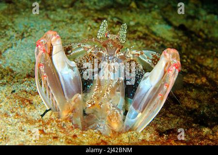 Gamberi di mantis (Lysiosquillina maculata), atollo di Ari, Maldive, Oceano Indiano, Asia Foto Stock