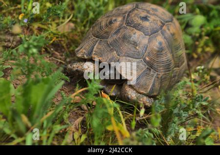 Piccola tartaruga che nasconde la testa nella conchiglia su campo verde erba Foto Stock