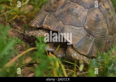 Piccola tartaruga che nasconde la testa nella conchiglia su campo verde erba Foto Stock