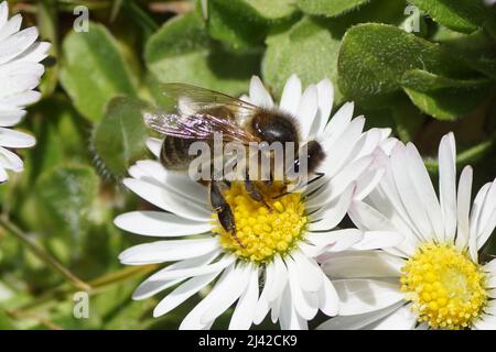 Primo piano l'ape europea del miele (Apis mellifera) su un fiore di daisy Bellis perennis comune, famiglia Asteraceae. Primavera, aprile, giardino olandese. Foto Stock