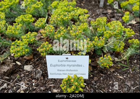 Rolling spurge (mirsiniti di Euphorbia) Foto Stock