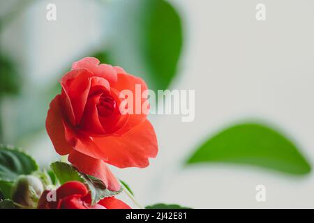 Belle rose rosse. Balsamo pianta domestica o Impatiens. Fiore in fiore nel giardino. Foto Stock