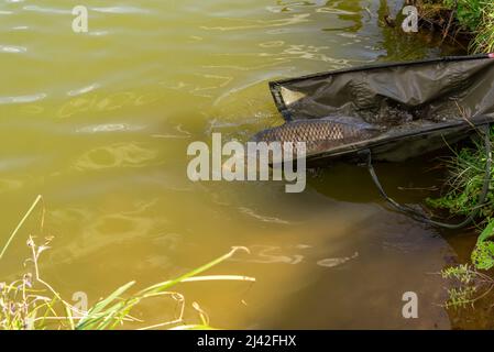 Il pescatore che rilascia pesce vivo (carpa comune) di nuovo nell'acqua dopo averla mostrata. Foto Stock