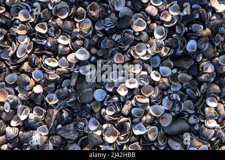 Conchiglie sulla riva del Reno a Zuendorfer Groov, Colonia, Germania. Muscheln liegen in einem Spuelsaum am Rheinufer an der Zuendorfer Groov am Weis Foto Stock