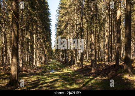 In questa foresta vicino a Hellenthal-Hollerath la battaglia tedesca della Bunge ha cominciato il 16 dicembre 1944, regione di Eifel, Renania settentrionale-Vestfalia, Germania. Foto Stock