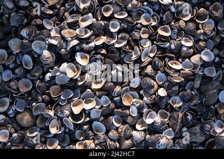 Conchiglie sulla riva del Reno a Zuendorfer Groov, Colonia, Germania. Muscheln liegen in einem Spuelsaum am Rheinufer an der Zuendorfer Groov am Weis Foto Stock