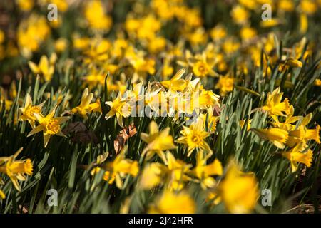 I narcisi selvatici crescono nella riserva naturale Perlenbach-Fuhrtsbachtal valle vicino a Monschau nella regione di Eifel, Renania settentrionale-Vestfalia, Germania. wilde Na Foto Stock