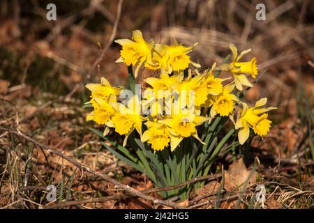 I narcisi selvatici crescono nella riserva naturale Perlenbach-Fuhrtsbachtal valle vicino a Monschau nella regione di Eifel, Renania settentrionale-Vestfalia, Germania. wilde Na Foto Stock