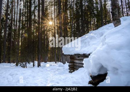 Una piccola cabina di legno in una foresta di conifere innevate al tramonto Foto Stock