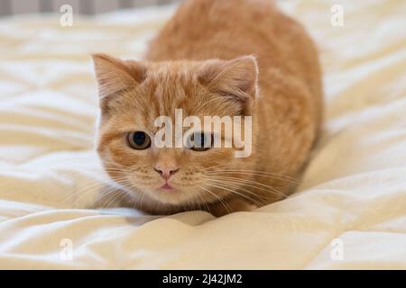 Giocare gatto zenzero, seduto sul letto. Foto Stock