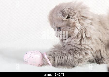 Scottish fold Highland fold gattino gatto giocando con uovo di Pasqua Foto Stock