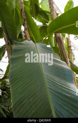 Ensete ventricosum «maurelii» (banana nera etiope) primo piano delle foglie RHS Garden Wisley, Glass house, Surrey, Inghilterra, Regno Unito, 2022 aprile Foto Stock