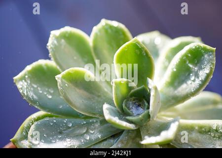 Foglia verde con gocce di pioggia alla luce del sole Foto Stock