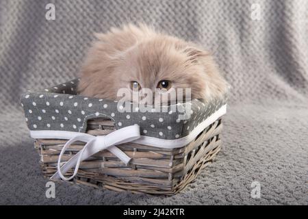 Scozzese Fold Highland Fold kitten grigio soffice gatto Foto Stock