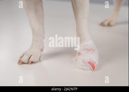 Primo piano di una zampa di cane con fasciature su sfondo bianco. Foto Stock